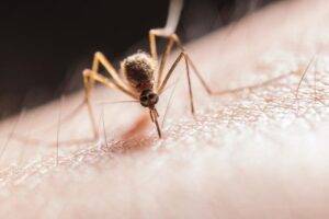 las-picaduras-de-mosquitos-