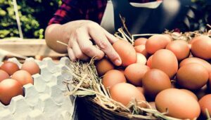 Huevos-700x400-1