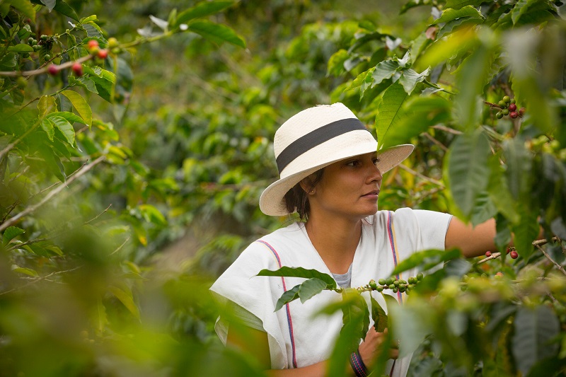 Young,Woman,Picking,Up,Coffee,Beans,In,Colombia